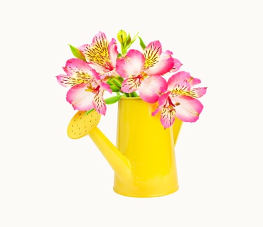 Pink Flowers